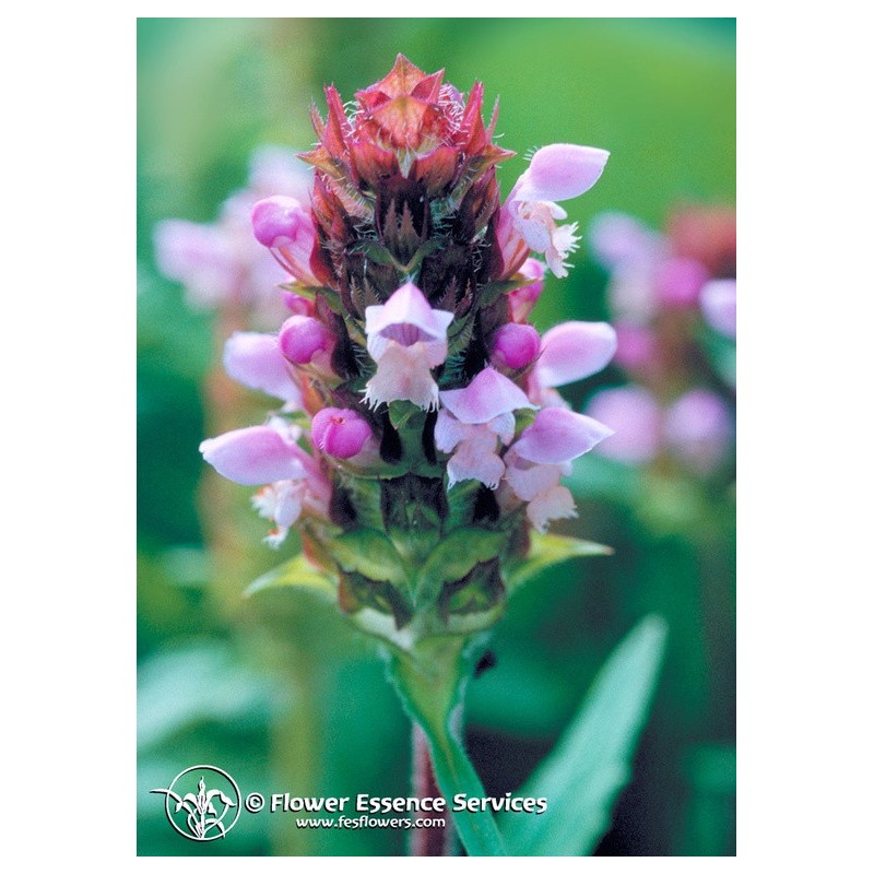 Image of Self Heal Flowers Essences Services 7,4ml033