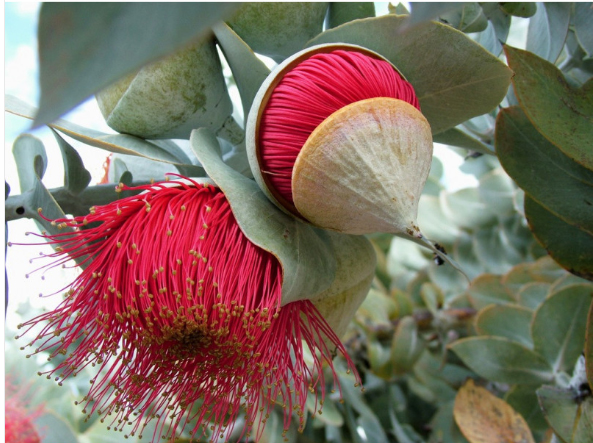 Image of Macrocarpa Essenza 15ml033