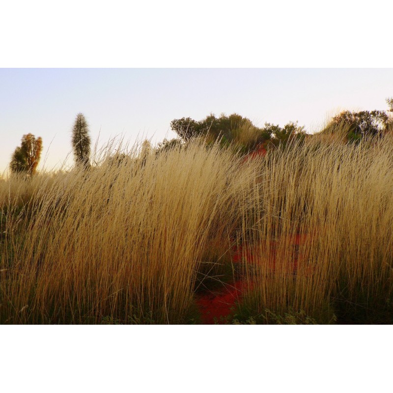 Image of Spinifex Essenze Floreali Australiane 15ml033