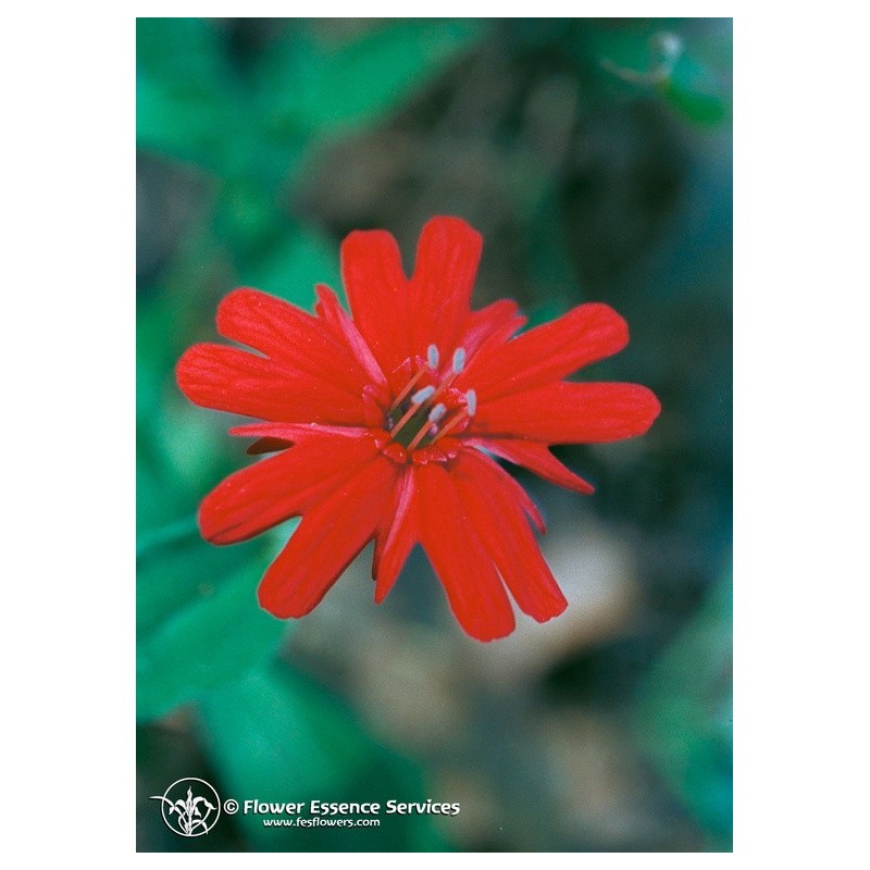 

Natur Indian Pink (Silene Californica) Essenze Californiane 7,4ml