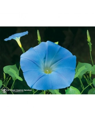 

Natur Morning Glory (Ipomoea Purpurea) Essenza Californiana 7,4ml