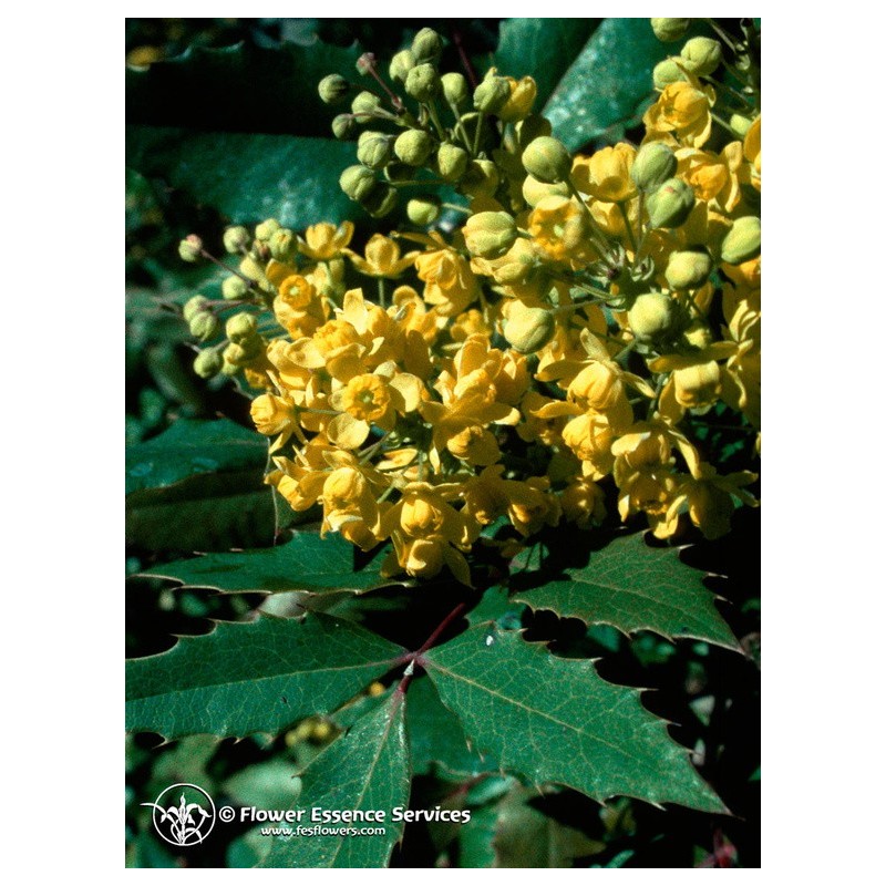 

Oregon Grape Essenze Californiane 7,4ml