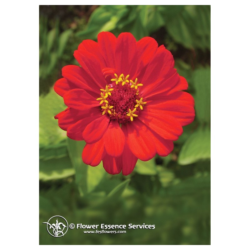 

Zinnia Essenze Californiane 7,4ml