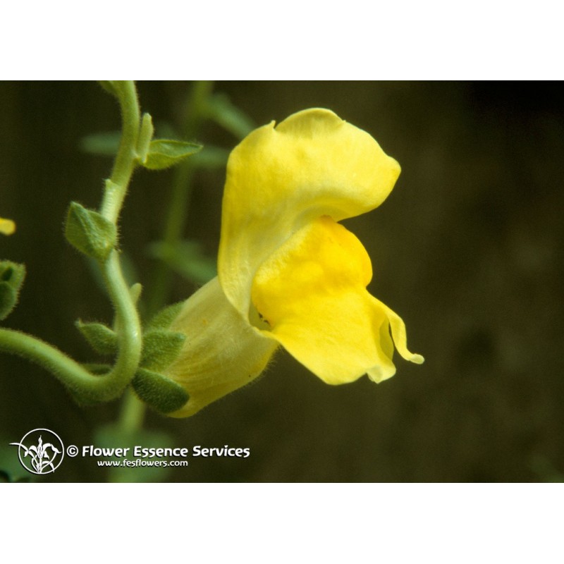 

Natur Snapdragon (Antirrhinum Majus) Essenze Californiane 7,4ml