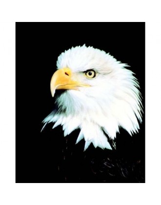 Image of Natur Aquila Eagle Essenze Di Animali Selvatici 30ml033