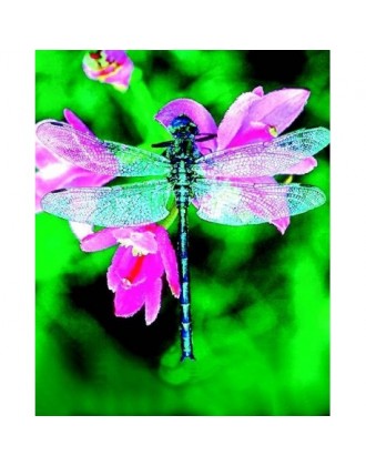 

Natur Libellula Dragonfly Essenze Di Animali Selvatici 30ml