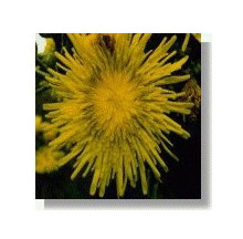 Milk Thistle Essenze Korte 15ml