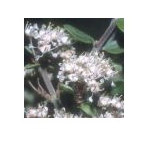 Red Root Essenze Deserto Arizona 10ml-image