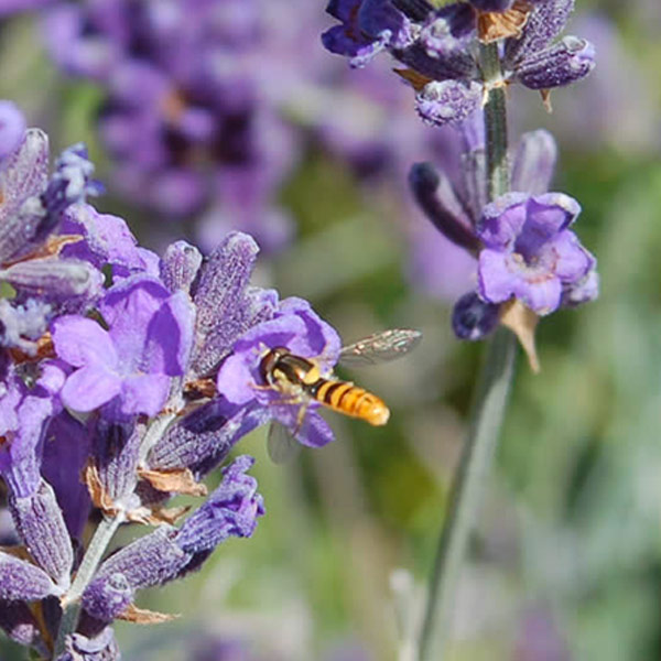 

Adamàh Eie Lavanda Gocce 30ml