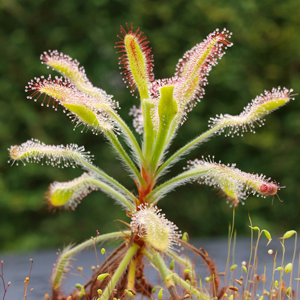 

Adamàh Eie Drosera Gocce 30ml