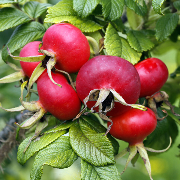 

Adamaàh Eie Rosa Canina Gocce 30ml