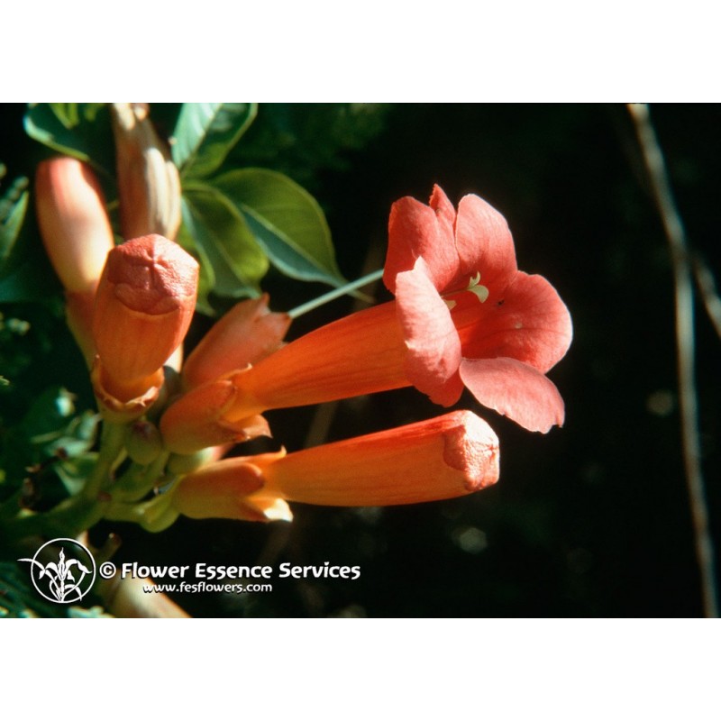 Image of TRUMPET VINE - ESSENZA SINGOLA CALIFORNIANA FES 7,4ml033