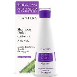 Image of Planters Sh Dolce Aloe Vera033