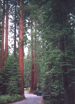 Image of Msa Sequoia Gigantea 50ml