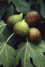 Image of Msa Ficus Carica 50ml